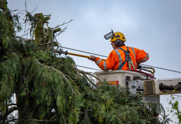 Best Commercial Tree Services  in Paris, IL
